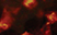 color swatch for 1916-55 